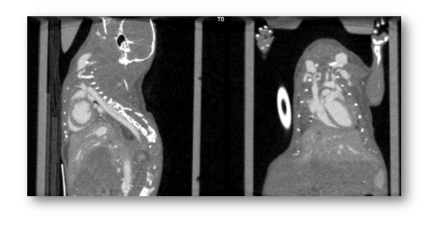 MOLECUBES X-CUBE Preclinical CT Imager – Southern Scientific