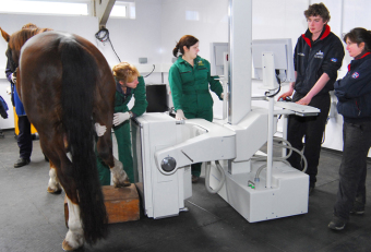Equine Scanner in use at Edinburgh University